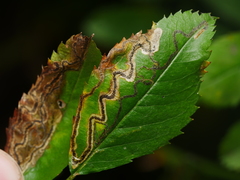 Stigmella anomalella