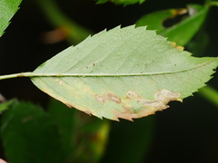 Stigmella anomalella