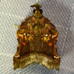 Clydonopteron sacculana