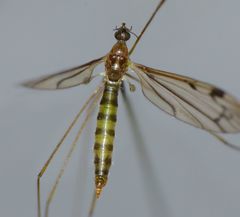 Dicranomyia