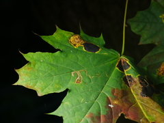 Stigmella aceris