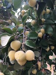 Styrax officinalis