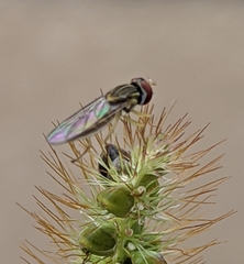 Toxomerus marginatus