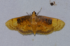Dichocrocis plenistigmalis