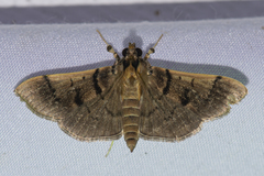 Omiodes surrectalis