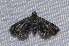 Drosophantis caeruleata