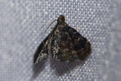 Drosophantis caeruleata