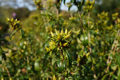 Hypericum ascyron