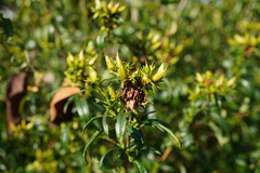 Hypericum ascyron