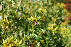 Hypericum ascyron