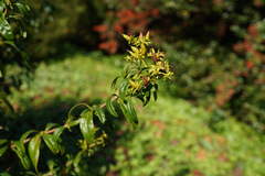 Hypericum ascyron