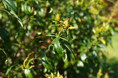 Hypericum ascyron