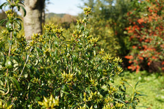 Hypericum ascyron
