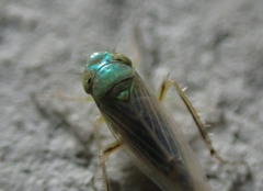Aconurella