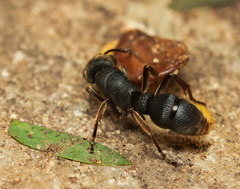 Pseudoneoponera rufipes
