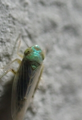 Aconurella