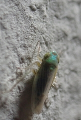 Aconurella