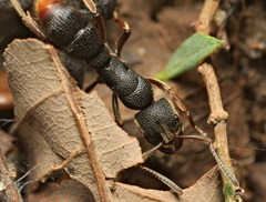 Pseudoneoponera rufipes