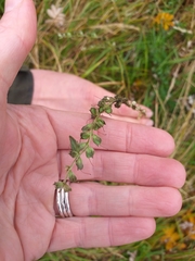 Veronica serpyllifolia