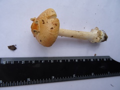 Amanita flavescens