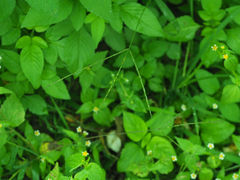 Digitaria radicosa