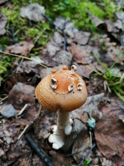 Amanita flavescens