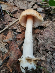 Amanita flavescens