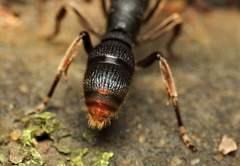 Pseudoneoponera rufipes
