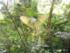 Actias
