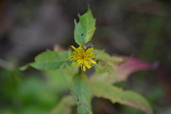 Hieracium umbellatum umbellatum
