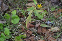 Hieracium umbellatum umbellatum