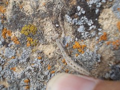 Bolivaria brachyptera