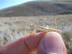Bolivaria brachyptera