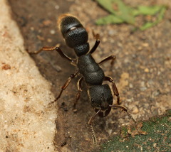 Pseudoneoponera rufipes