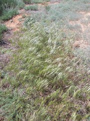 Bromus squarrosus