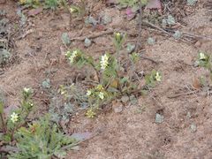 Buglossoides czernjajevii