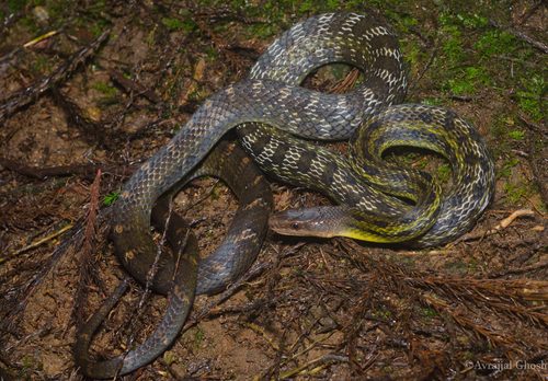 Eastern Trinket Snake (Elaphe cantoris) · iNaturalist