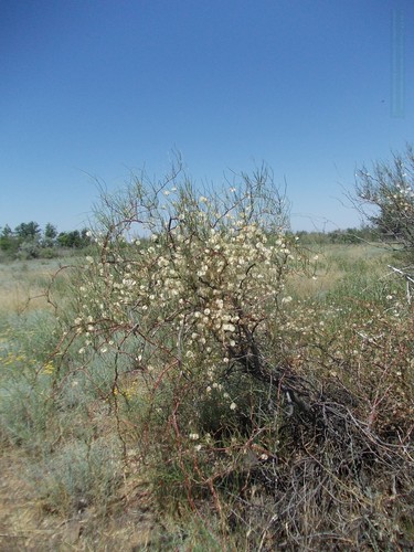 Calligonum aphyllum (Calligonum aphyllum)