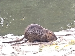 Myocastor coypus