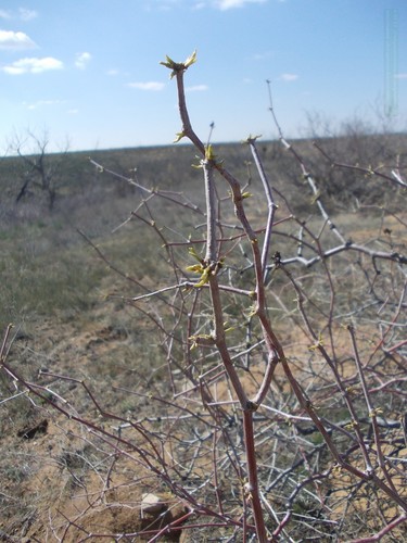 Calligonum aphyllum (Calligonum aphyllum)