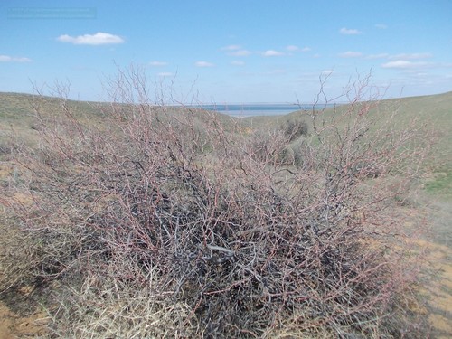 Calligonum aphyllum (Calligonum aphyllum)
