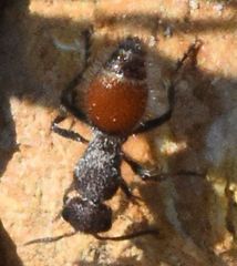 Dasymutilla texanella