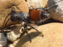 Dasymutilla texanella