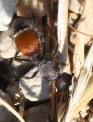 Dasymutilla texanella