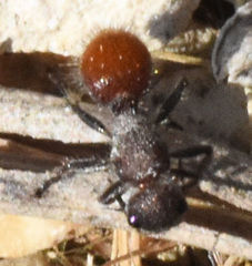 Dasymutilla texanella