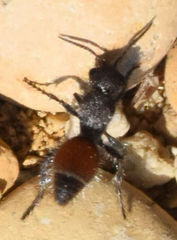 Dasymutilla texanella