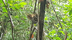 Caligo telamonius memnon
