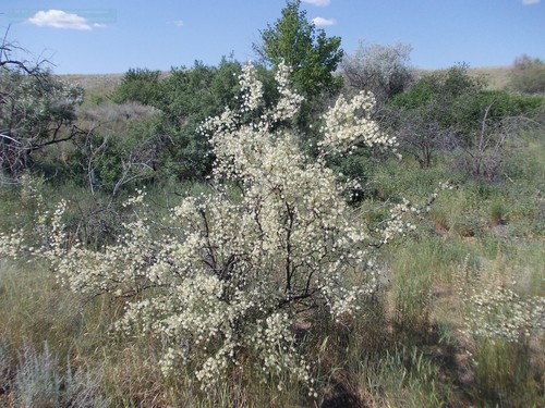 Calligonum aphyllum (Calligonum aphyllum)