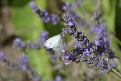 Pieris rapae