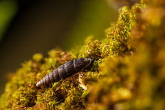 Macrogastra plicatula